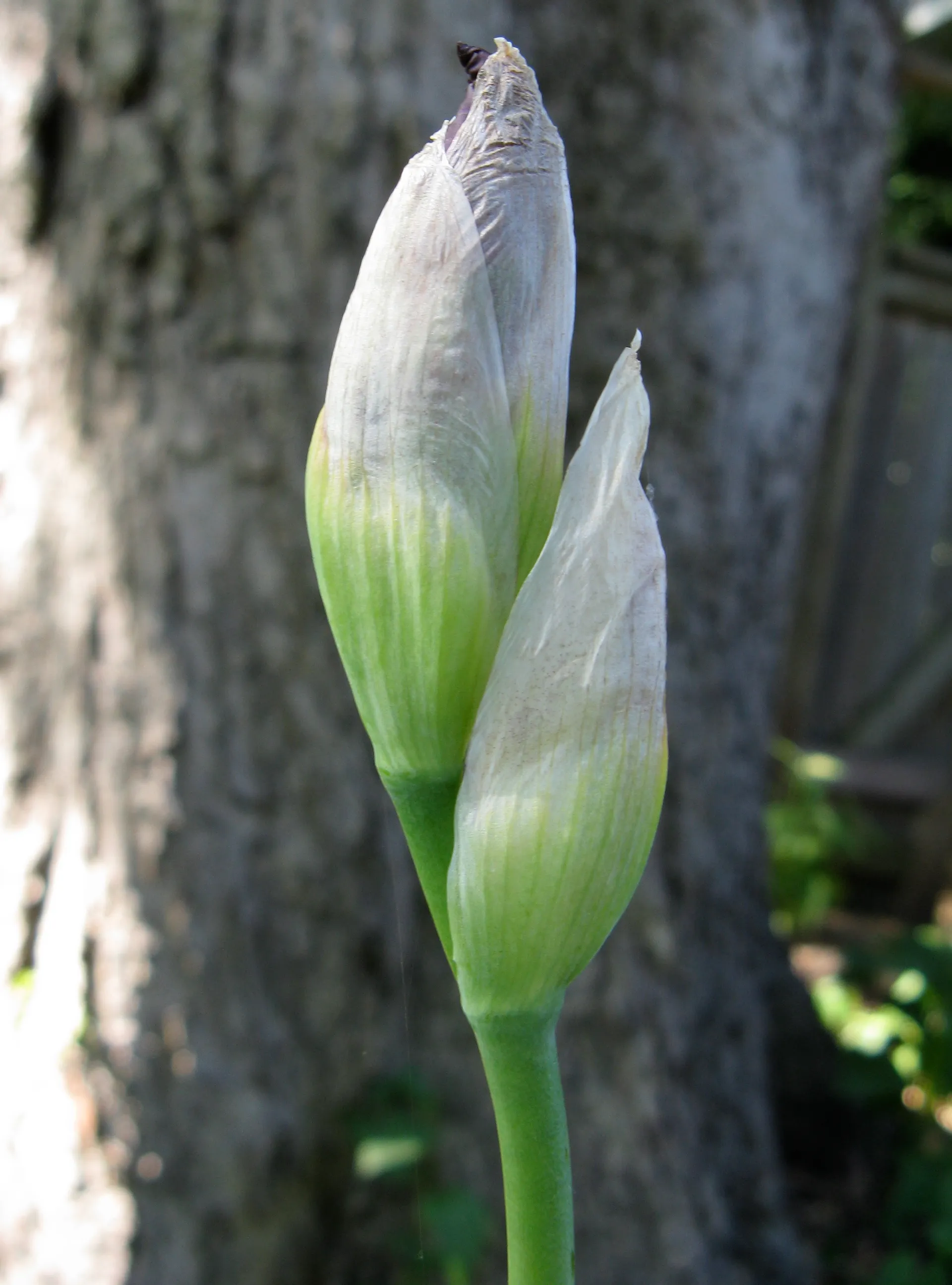 Iris pallida 的花蕾和银白苞片