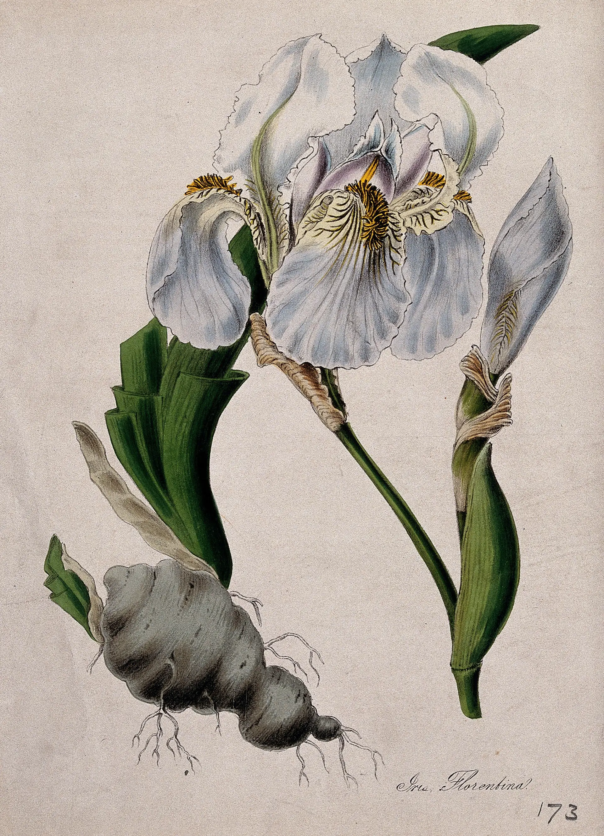 佛罗伦萨鸢尾的花与根茎，彩色石版画