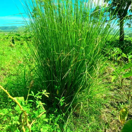 一大丛香根草